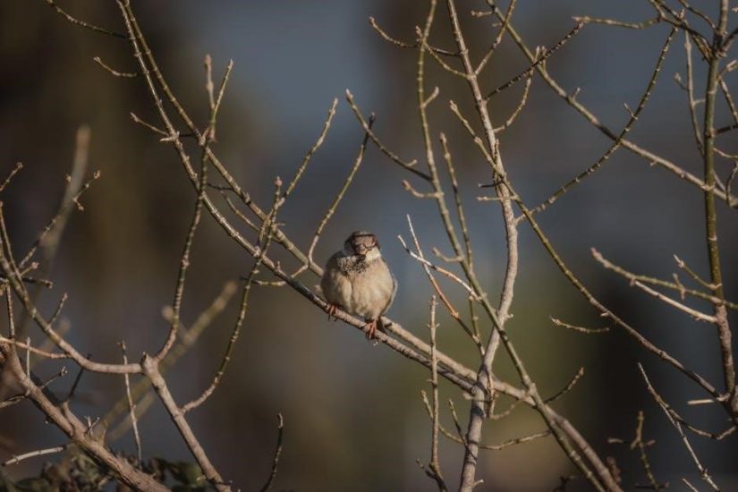bird guide jack griggs pdf